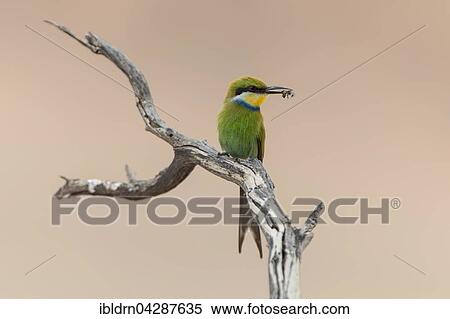 Swallow-tailed bee-eater (Merops hirundineus) sitting on tree branch with prey in beak, Kgalagadi Transfrontier Park, Northern Cape, South Africa, Africa View Large Photo Image Stock Photography - Swallow-tailed bee-eater (Merops hirundineus) sitting on tree branch with prey in beak, Kgalagadi Transfrontier Park, Northern Cape, South Africa, Africa. Fotosearch