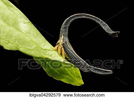 Treehopper (Cladonota sp. ), size 4mm, Andean cloud forest, Mindo, Ecuador, South America View Large Photo Image Stock Photo - Treehopper (Cladonota sp. ), size 4mm, Andean cloud forest, Mindo, Ecuador, South America. Fotosearch