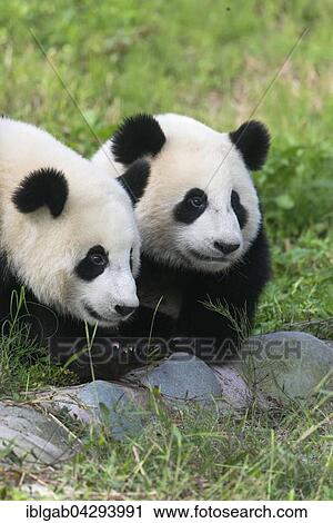 Two Giant Pandas (Ailuropoda melanoleuca), two years, China Conservation and Research Centre for the Giant Panda, Chengdu, Sichuan, China, Asia View Large Photo Image Stock Image - Two Giant Pandas (Ailuropoda melanoleuca), two years, China Conservation and Research Centre for the Giant Panda, Chengdu, Sichuan, China, Asia. Fotosearch