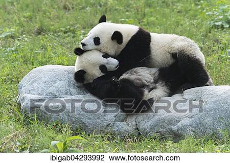 Two Giant Pandas (Ailuropoda melanoleuca), two years, China Conservation and Research Centre for the Giant Panda, Chengdu, Sichuan, China, Asia View Large Photo Image Stock Image - Two Giant Pandas (Ailuropoda melanoleuca), two years, China Conservation and Research Centre for the Giant Panda, Chengdu, Sichuan, China, Asia. Fotosearch