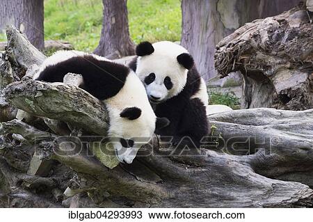 Stock Image - Two Giant Pandas (Ailuropoda melanoleuca), two years, China Conservation and Research Centre for the Giant Panda, Chengdu, Sichuan, China, Asia. Fotosearch
