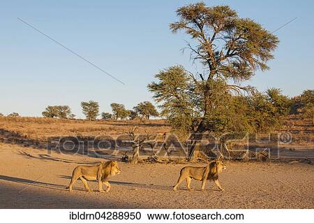 Two lions (Panthera leo) crossing a dry riverbed, the Kgalagadi Transfrontier Park, Northern Cape, South Africa, Africa View Large Photo Image Stock Image - Two lions (Panthera leo) crossing a dry riverbed, the Kgalagadi Transfrontier Park, Northern Cape, South Africa, Africa. Fotosearch