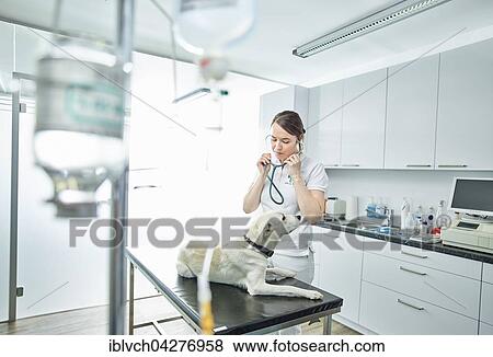 Vet examining dog in veterinary practice, Austria, Europe View Large Photo Image Stock Photo - Vet examining dog in veterinary practice, Austria, Europe. Fotosearch