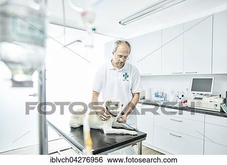 Vet examining dog in veterinary practice, Austria, Europe View Large Photo Image Stock Photograph - Vet examining dog in veterinary practice, Austria, Europe. Fotosearch