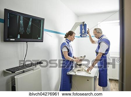 Vets examining dog in veterinary practice, X-ray, Austria, Europe View Large Photo Image Stock Image - Vets examining dog in veterinary practice, X-ray, Austria, Europe. Fotosearch