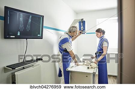 Stock Photo - Vets examining dog in veterinary practice, X-ray, Austria, Europe. Fotosearch