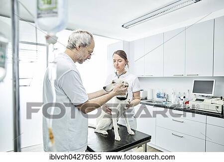 Vets examining dog in veterinary practice, Austria, Europe View Large Photo Image Stock Photography - Vets examining dog in veterinary practice, Austria, Europe. Fotosearch