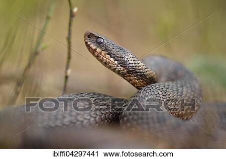 Viper (Vipera berus) male lying with raised head in the heather, Overijssel Province, The Netherlands, Europe View Large Photo Image Stock Image - Viper (Vipera berus) male lying with raised head in the heather, Overijssel Province, The Netherlands, Europe. Fotosearch