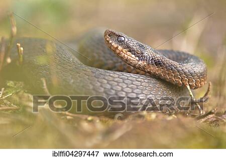 Viper (Vipera berus) male lying with raised head in the heather, Overijssel Province, The Netherlands, Europe View Large Photo Image Stock Photo - Viper (Vipera berus) male lying with raised head in the heather, Overijssel Province, The Netherlands, Europe. Fotosearch