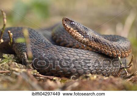 Viper (Vipera berus) male lying with raised head in the heather, Overijssel Province, The Netherlands, Europe View Large Photo Image Stock Photo - Viper (Vipera berus) male lying with raised head in the heather, Overijssel Province, The Netherlands, Europe. Fotosearch