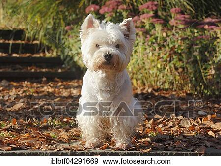 West Highland White Terrier, male, 9 years, sitting in autumn leaves, Germany, Europe View Large Photo Image Stock Photo - West Highland White Terrier, male, 9 years, sitting in autumn leaves, Germany, Europe. Fotosearch