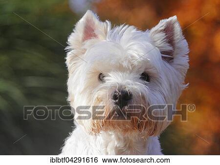West Highland White Terrier, portrait, Germany, Europe View Large Photo Image Stock Photograph - West Highland White Terrier, portrait, Germany, Europe. Fotosearch