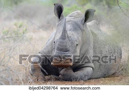 White Rhinoceros or Square-lipped Rhinoceros (Ceratotherium simum), lying down, head raised, covered in flies, Kruger National Park, South Africa, Africa View Large Photo Image Picture - White Rhinoceros or Square-lipped Rhinoceros (Ceratotherium simum), lying down, head raised, covered in flies, Kruger National Park, South Africa, Africa. Fotosearch