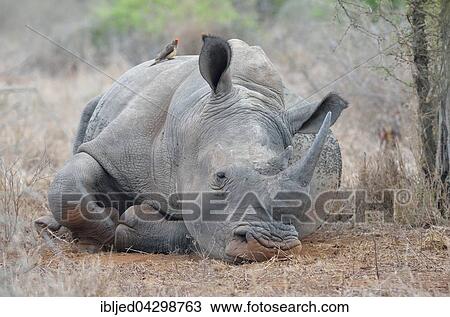 Stock Image - White Rhinoceros or Square-lipped Rhinoceros (Ceratotherium simum), lying down, covered in flies, with Red-billed Oxpecker (Buphagus erythrorhynchus) on its back, Kruger National Park, South Africa, Africa. Fotosearch