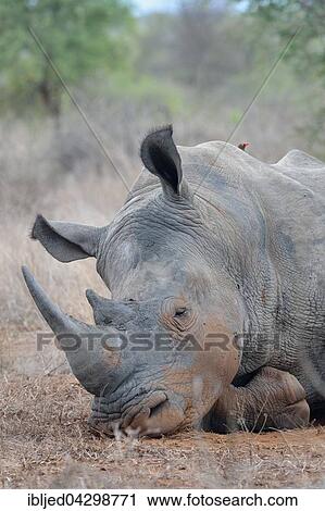 White Rhinoceros or Square-lipped Rhinoceros (Ceratotherium simum), lying down, sleeping, with Red-billed Oxpecker (Buphagus erythrorhynchus) on its back, Kruger National Park, South Africa, Africa View Large Photo Image Stock Image - White Rhinoceros or Square-lipped Rhinoceros (Ceratotherium simum), lying down, sleeping, with Red-billed Oxpecker (Buphagus erythrorhynchus) on its back, Kruger National Park, South Africa, Africa. Fotosearch