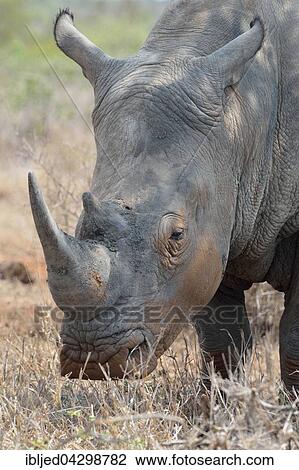White Rhinoceros or Square-lipped Rhinoceros (Ceratotherium simum), standing in dry grass, Kruger National Park, South Africa, Africa View Large Photo Image Stock Image - White Rhinoceros or Square-lipped Rhinoceros (Ceratotherium simum), standing in dry grass, Kruger National Park, South Africa, Africa. Fotosearch
