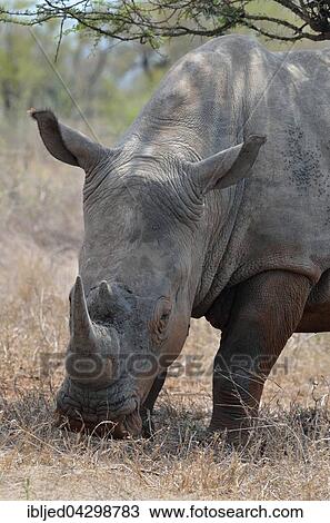 White Rhinoceros or Square-lipped Rhinoceros (Ceratotherium simum), standing in dry grass, covered in flies, Kruger National Park, South Africa, Africa View Large Photo Image Stock Image - White Rhinoceros or Square-lipped Rhinoceros (Ceratotherium simum), standing in dry grass, covered in flies, Kruger National Park, South Africa, Africa. Fotosearch
