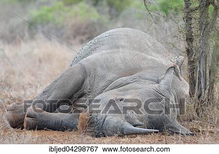 White Rhinoceros or Square-lipped Rhinoceros (Ceratotherium simum), lying on its side, covered in flies, with Red-billed Oxpecker (Buphagus erythrorhynchus) on its back, Kruger National Park, South Africa, Africa View Large Photo Image Stock Photo - White Rhinoceros or Square-lipped Rhinoceros (Ceratotherium simum), lying on its side, covered in flies, with Red-billed Oxpecker (Buphagus erythrorhynchus) on its back, Kruger National Park, South Africa, Africa. Fotosearch