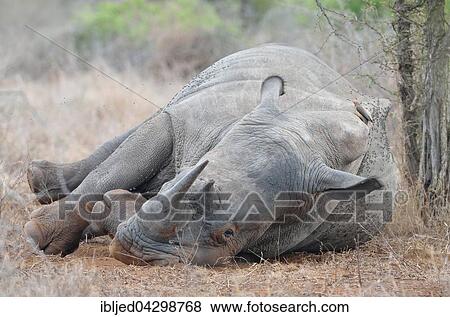 White Rhinoceros or Square-lipped Rhinoceros (Ceratotherium simum), lying on side, covered in flies, with Red-billed Oxpecker (Buphagus erythrorhynchus) on its back, Kruger National Park, South Africa, Africa View Large Photo Image Stock Photo - White Rhinoceros or Square-lipped Rhinoceros (Ceratotherium simum), lying on side, covered in flies, with Red-billed Oxpecker (Buphagus erythrorhynchus) on its back, Kruger National Park, South Africa, Africa. Fotosearch