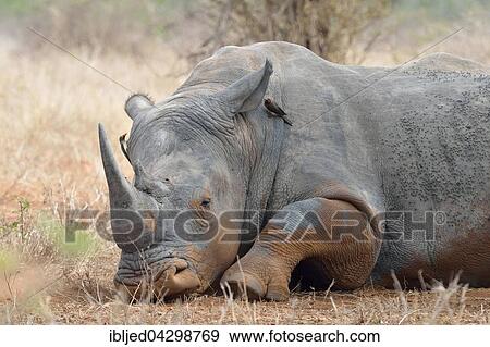 White Rhinoceros or Square-lipped Rhinoceros (Ceratotherium simum), lying down, covered in flies, with two Red-billed Oxpeckers (Buphagus erythrorhynchus) on it, Kruger National Park, South Africa, Africa View Large Photo Image Stock Photo - White Rhinoceros or Square-lipped Rhinoceros (Ceratotherium simum), lying down, covered in flies, with two Red-billed Oxpeckers (Buphagus erythrorhynchus) on it, Kruger National Park, South Africa, Africa. Fotosearch