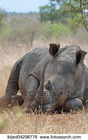 Stock Photo - White Rhinoceros or Square-lipped Rhinoceros (Ceratotherium simum), lying down, covered in flies, with two Red-billed Oxpeckers (Buphagus erythrorhynchus) on its back, Kruger National Park, South Africa, Africa. Fotosearch