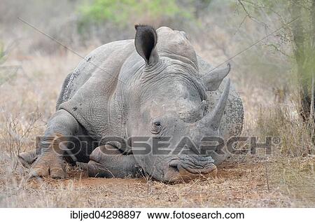 White Rhinoceros or Square-lipped Rhinoceros (Ceratotherium simum), lying down, asleep, covered in flies, Kruger National Park, South Africa, Africa View Large Photo Image Stock Photo - White Rhinoceros or Square-lipped Rhinoceros (Ceratotherium simum), lying down, asleep, covered in flies, Kruger National Park, South Africa, Africa. Fotosearch