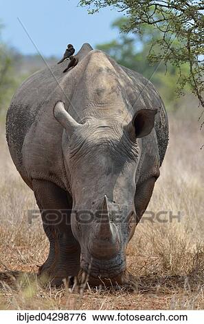 White Rhinoceros or Square-lipped Rhinoceros (Ceratotherium simum), standing in dry grass, covered in flies, with two Red-billed Oxpeckers (Buphagus erythrorhynchus) on its back, Kruger National Park, South Africa, Africa View Large Photo Image Stock Photograph - White Rhinoceros or Square-lipped Rhinoceros (Ceratotherium simum), standing in dry grass, covered in flies, with two Red-billed Oxpeckers (Buphagus erythrorhynchus) on its back, Kruger National Park, South Africa, Africa. Fotosearch