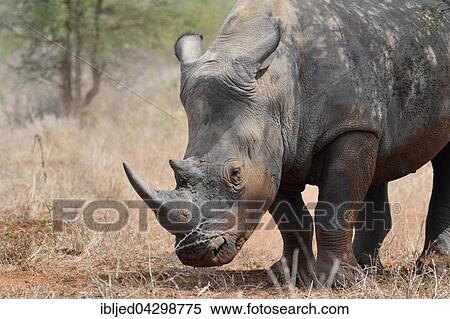White Rhinoceros or Square-lipped Rhinoceros (Ceratotherium simum), standing in dry grass, covered in flies, Kruger National Park, South Africa, Africa View Large Photo Image Stock Photography - White Rhinoceros or Square-lipped Rhinoceros (Ceratotherium simum), standing in dry grass, covered in flies, Kruger National Park, South Africa, Africa. Fotosearch