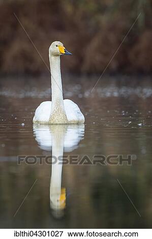 Whooper Swan (Cygnus cygnus) in water, winter visitor, Middle Elbe Biosphere Reserve, Saxony-Anhalt, Germany, Europe View Large Photo Image Stock Photo - Whooper Swan (Cygnus cygnus) in water, winter visitor, Middle Elbe Biosphere Reserve, Saxony-Anhalt, Germany, Europe. Fotosearch