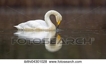 Whooper Swan (Cygnus cygnus) in water, winter visitor, Middle Elbe Biosphere Reserve, Saxony-Anhalt, Germany, Europe View Large Photo Image Stock Photo - Whooper Swan (Cygnus cygnus) in water, winter visitor, Middle Elbe Biosphere Reserve, Saxony-Anhalt, Germany, Europe. Fotosearch