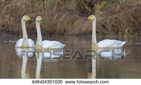 Whooper swans (Cygnus cygnus) in water, winter visitors, Middle Elbe Biosphere Reserve, Saxony-Anhalt, Germany, Europe View Large Photo Image Stock Image - Whooper swans (Cygnus cygnus) in water, winter visitors, Middle Elbe Biosphere Reserve, Saxony-Anhalt, Germany, Europe. Fotosearch