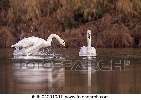 Whooper swans (Cygnus cygnus) in water, winter visitors, Biosphere Reserve Middle Elbe, Saxony-Anhalt, Germany, Europe View Large Photo Image Stock Image - Whooper swans (Cygnus cygnus) in water, winter visitors, Biosphere Reserve Middle Elbe, Saxony-Anhalt, Germany, Europe. Fotosearch