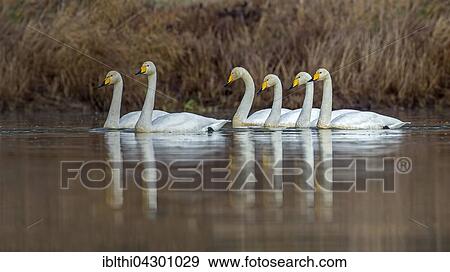 Stock Photo - Whooper swans (Cygnus cygnus) in water, winter visitors, Middle Elbe Biosphere Reserve, Saxony-Anhalt, Germany, Europe. Fotosearch