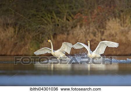 Whooper swans (Cygnus cygnus) taking flight, winter visitors, Biosphere Reserve Middle Elbe, Saxony-Anhalt, Germany, Europe View Large Photo Image Stock Photograph - Whooper swans (Cygnus cygnus) taking flight, winter visitors, Biosphere Reserve Middle Elbe, Saxony-Anhalt, Germany, Europe. Fotosearch
