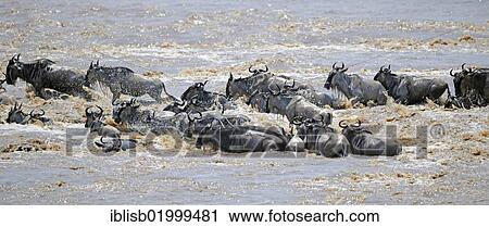 Wildebeest (Connochaetes taurinus), gnus crossing the Mara River, Great Migration, Masai Mara, Kenya, Africa View Large Photo Image Stock Image - Wildebeest (Connochaetes taurinus), gnus crossing the Mara River, Great Migration, Masai Mara, Kenya, Africa. Fotosearch