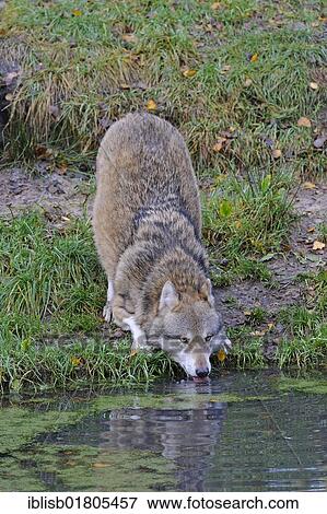 Wolf (Canis lupus) drinking from pond View Large Photo Image Stock Photo - Wolf (Canis lupus) drinking from pond. Fotosearch