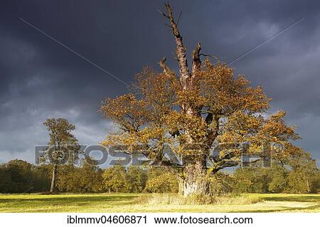 650 years old English oak (Quercus robur) in autumn, solitaire tree, alluvial forest, Biosphere Reserve Middle Elbe, Saxony-Anhalt, Germany, Europe View Large Photo Image Stock Image - 650 years old English oak (Quercus robur) in autumn, solitaire tree, alluvial forest, Biosphere Reserve Middle Elbe, Saxony-Anhalt, Germany, Europe. Fotosearch