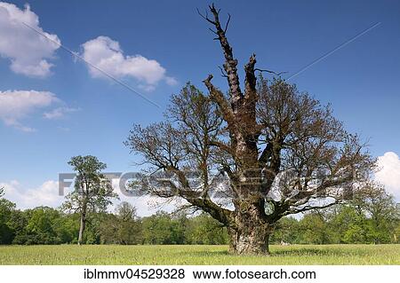 650 years old English oak (Quercus robur), blooming in spring, solitary tree, alluvial forest, Biosphere Reserve Middle Elbe, Saxony-Anhalt, Germany, Europe View Large Photo Image Stock Photo - 650 years old English oak (Quercus robur), blooming in spring, solitary tree, alluvial forest, Biosphere Reserve Middle Elbe, Saxony-Anhalt, Germany, Europe. Fotosearch