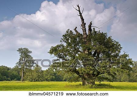 650 years old English oak (Quercus robur) in summer, solitaire tree, alluvial forest, Biosphere Reserve Middle Elbe, Saxony-Anhalt, Germany, Europe View Large Photo Image Stock Photo - 650 years old English oak (Quercus robur) in summer, solitaire tree, alluvial forest, Biosphere Reserve Middle Elbe, Saxony-Anhalt, Germany, Europe. Fotosearch