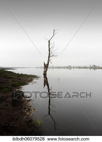 Stock Photo - A dead tree on the banks of the Oder, Brandenburg, 2020, border river between Poland and Germany. Fotosearch