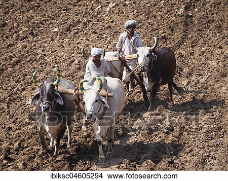 Picture - A farmer uses cattle and a plough made of wood for traditional agriculture on a field, Ranakpur, Rajasthan, India, Asia. Fotosearch