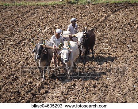 A farmer uses cattle and a plough made of wood for traditional agriculture on a field, Ranakpur, Rajasthan, India, Asia View Large Photo Image Stock Image - A farmer uses cattle and a plough made of wood for traditional agriculture on a field, Ranakpur, Rajasthan, India, Asia. Fotosearch