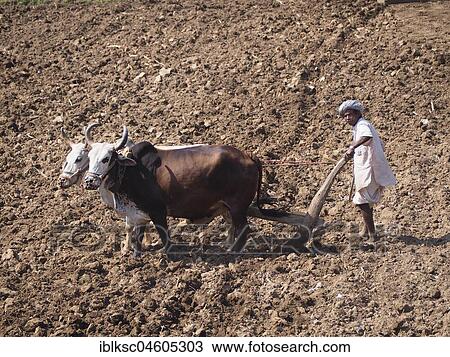Stock Image - A farmer uses cattle and a plough made of wood for traditional agriculture on a field, Ranakpur, Rajasthan, India, Asia. Fotosearch