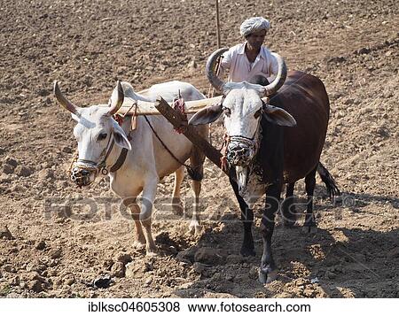 Stock Photo - A farmer uses cattle and a plough made of wood for traditional agriculture on a field, Ranakpur, Rajasthan, India, Asia. Fotosearch