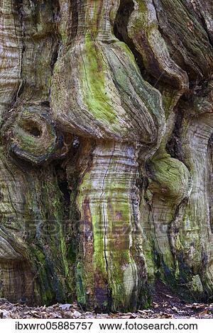 Stock Photo - Adulterated trunk of an old beech tree ( Fagus sylvatica), deadwood, jungle Baumweg, Lower Saxony State Forests, Oldenburger Münsterland, Emstek, Lower Saxony, Germany, Europe. Fotosearch