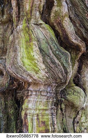 Stock Photo - Adulterated trunk of an old beech tree ( Fagus sylvatica), deadwood, jungle Baumweg, Lower Saxony State Forests, Oldenburger Münsterland, Emstek, Lower Saxony, Germany, Europe. Fotosearch