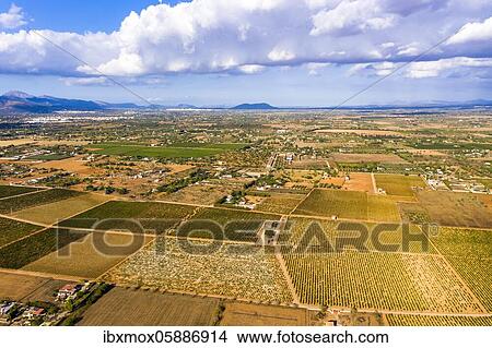 Aerial view, agriculture, fields with olive trees, near Santa Eugenia and Santa Maria, Majorca, Balearic Islands, Spain, Europe View Large Photo Image Picture - Aerial view, agriculture, fields with olive trees, near Santa Eugenia and Santa Maria, Majorca, Balearic Islands, Spain, Europe. Fotosearch