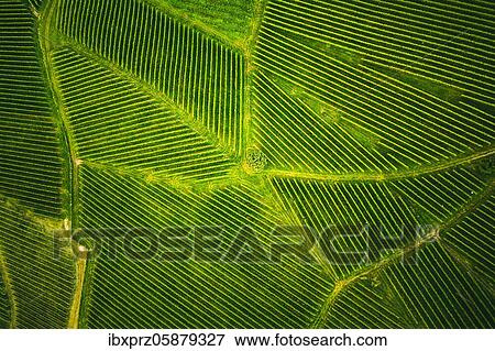 Aerial view at rows of grape vines vineyard South Styria, Austria, Europe View Large Photo Image Stock Photo - Aerial view at rows of grape vines vineyard South Styria, Austria, Europe. Fotosearch