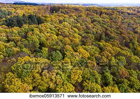 Aerial view, forest in autumn, Eltville am Rhein, Hesse, Germany, Europe View Large Photo Image Stock Image - Aerial view, forest in autumn, Eltville am Rhein, Hesse, Germany, Europe. Fotosearch