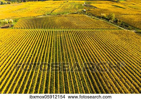 Picture - Aerial view, golden vineyards in autumn from above, Rheingau, region, Östrich, Winkel, Walluf, Martinsthal, Hesse, Germany, Europe. Fotosearch